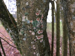 Cylindrobasidium evolvens