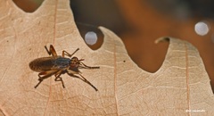 Dichetophora obliterata