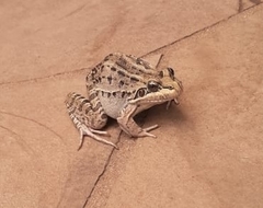 Leptodactylus paranaru