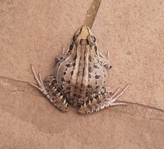 Leptodactylus paranaru