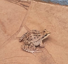 Leptodactylus paranaru