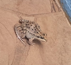 Leptodactylus paranaru