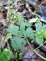 Urtica dioica