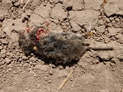 Microtus californicus