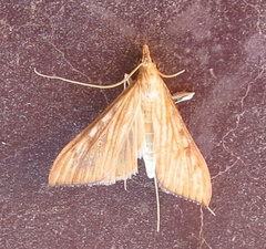 Antigastra catalaunalis