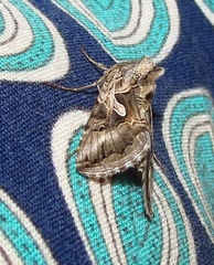 Cornutiplusia circumflexa