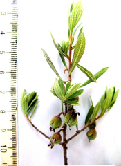 Diospyros austro-africana