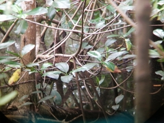 Tigrisoma mexicanum