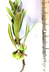 Diospyros austro-africana