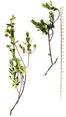 Diospyros austro-africana