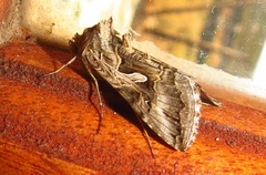 Cornutiplusia circumflexa