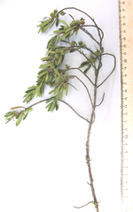 Diospyros austro-africana