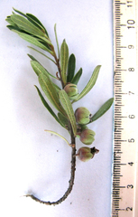 Diospyros austro-africana