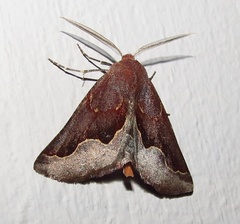 Drepanogynis ectoglauca