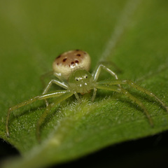 Diaea puncta