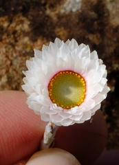 Helichrysum monticola