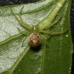 Diaea puncta