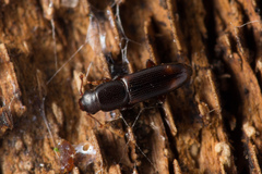 Rhizophagus bipustulatus