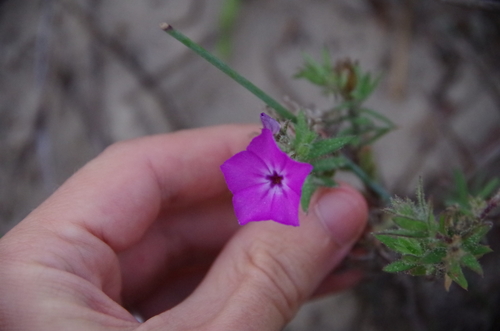 Annual phlox (Phlox drummondii)