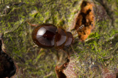 Leiodinae