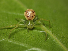 Diaea puncta
