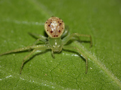 Diaea puncta