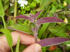 Tradescantia cerinthoides