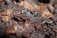 Phthiracarus