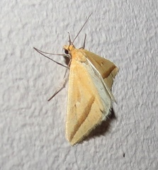 Rhodometra participata