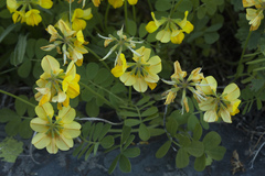 Securigera orientalis