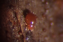 Phthiracarus