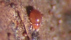 Phthiracarus
