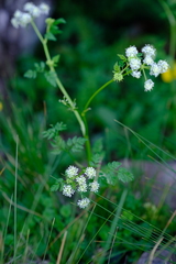 Conium fontanum