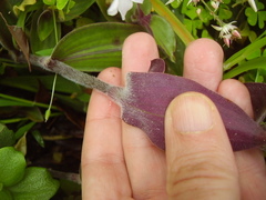 Tradescantia cerinthoides