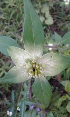 Euphorbia schiedeana