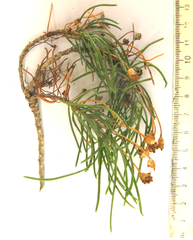 Euryops lateriflorus