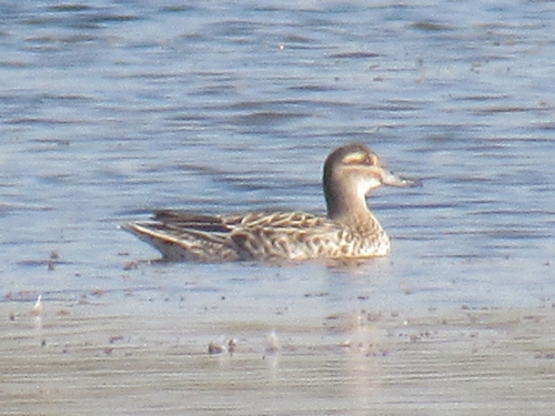 Garganey