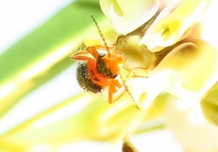 Ascolhedybius hirtus