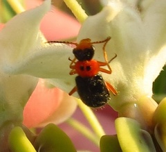 Ascolhedybius hirtus