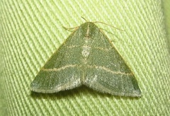 Microloxia ruficornis