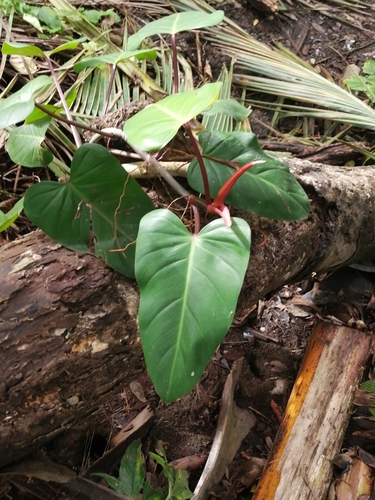 Philodendron erubescens image