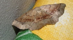 Drepanogynis mixtaria