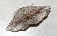 Drepanogynis mixtaria