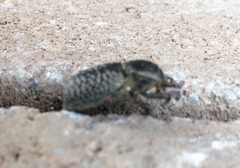 Cryptoglossa variolosa