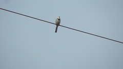 Motacilla alba baicalensis