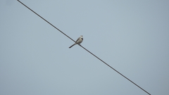 Motacilla alba baicalensis