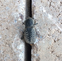 Cryptoglossa variolosa