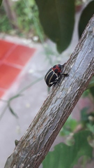 Neodiplogrammus quadrivittatus