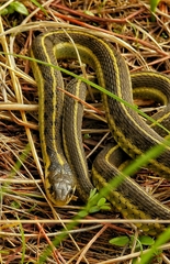 Thamnophis errans