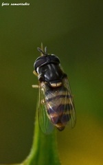 Paragus compeditus